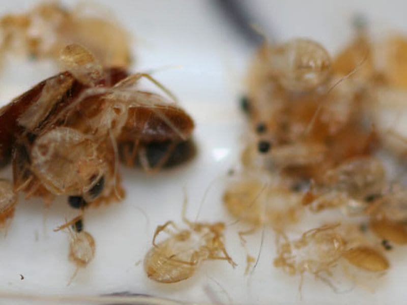 Хитиновая оболочка, сброшенный клопом